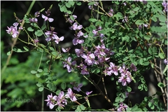 Indigofera cassioides